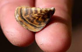 Zebra Mussels